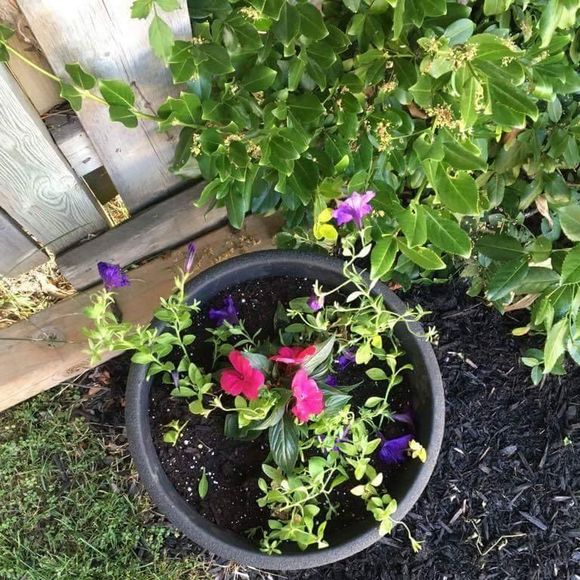 Meet your Posher, Chenzai - Picture 1 of 1